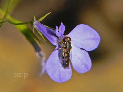 Syritta pipiens, male, Alan Prowse